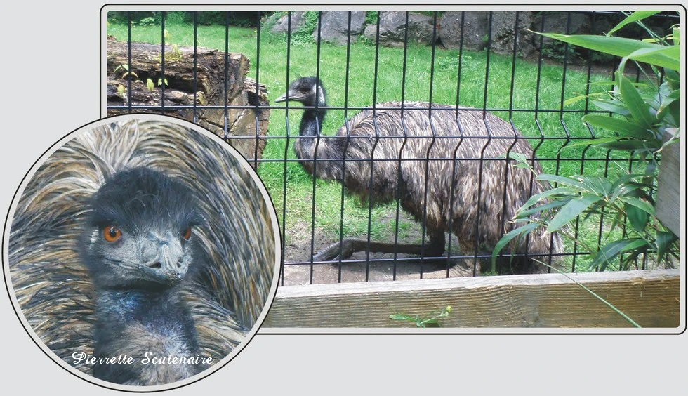 Les animaux du zoo de Maubeuge, Émeu, grand oiseau coureur originaire d'Australie.