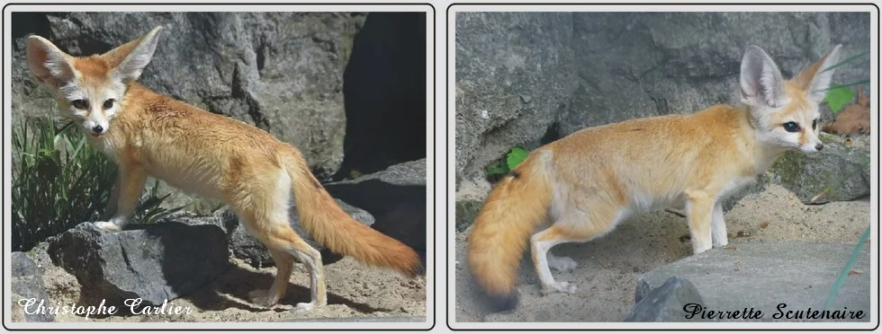 Les animaux du zoo de Maubeuge, fennec.