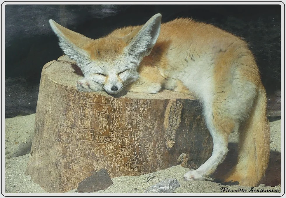 Les animaux du zoo de Maubeuge, fennec.