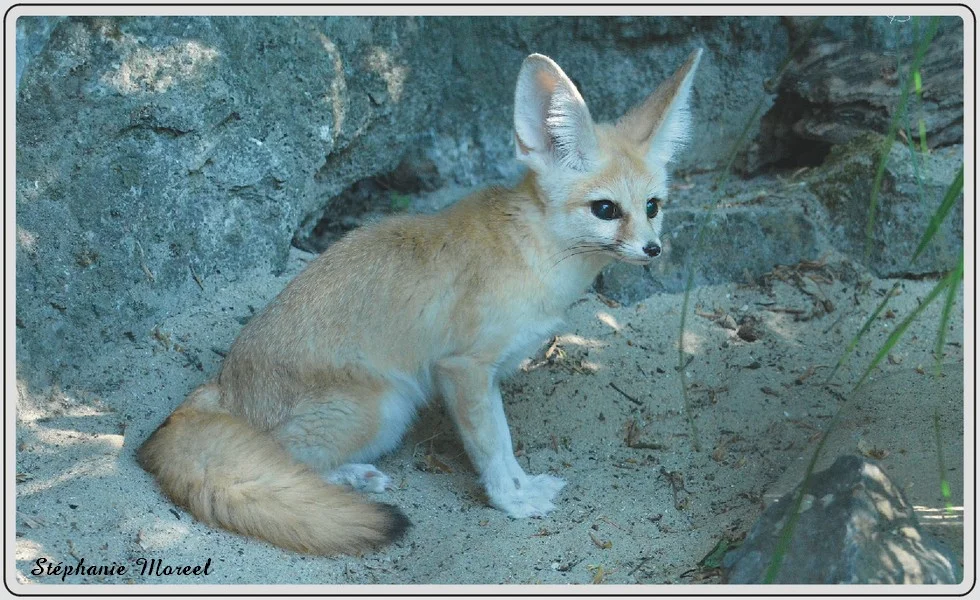 Les animaux du zoo de Maubeuge, fennec.