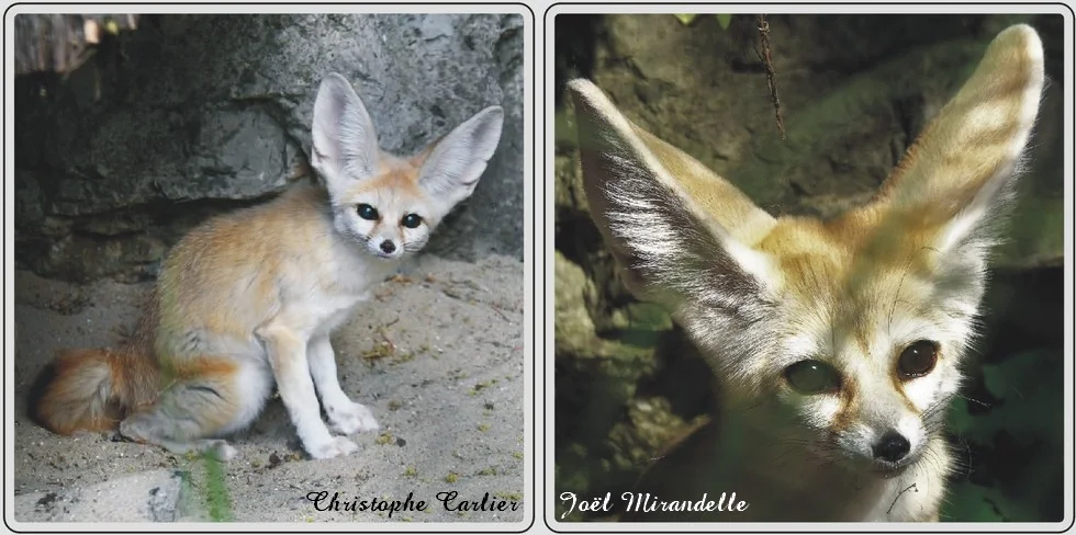 Les animaux du zoo de Maubeuge, fennec.