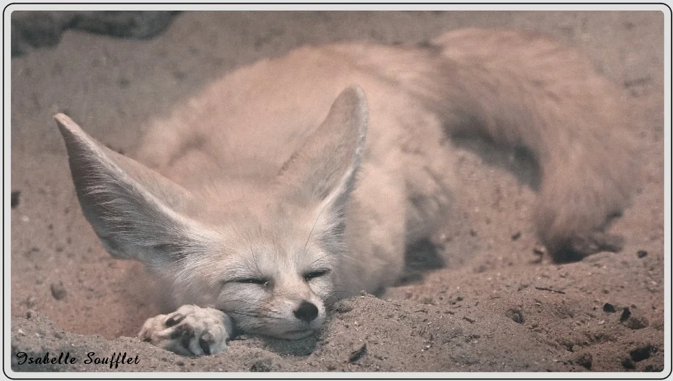 Les animaux du zoo de Maubeuge, fennec.