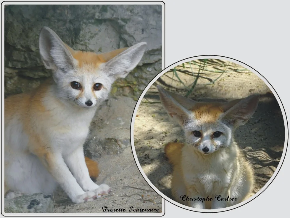 Les animaux du zoo de Maubeuge, Fennec, petit renard du désert aux grandes oreilles.