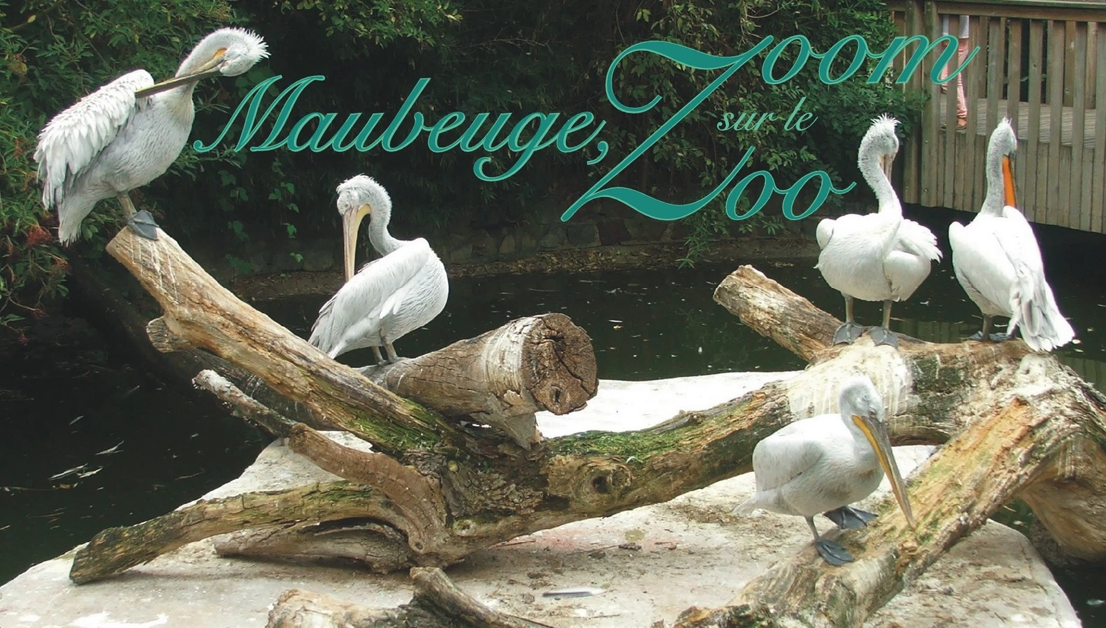 Les animaux du Zoo de Maubeuge, visite en photos
