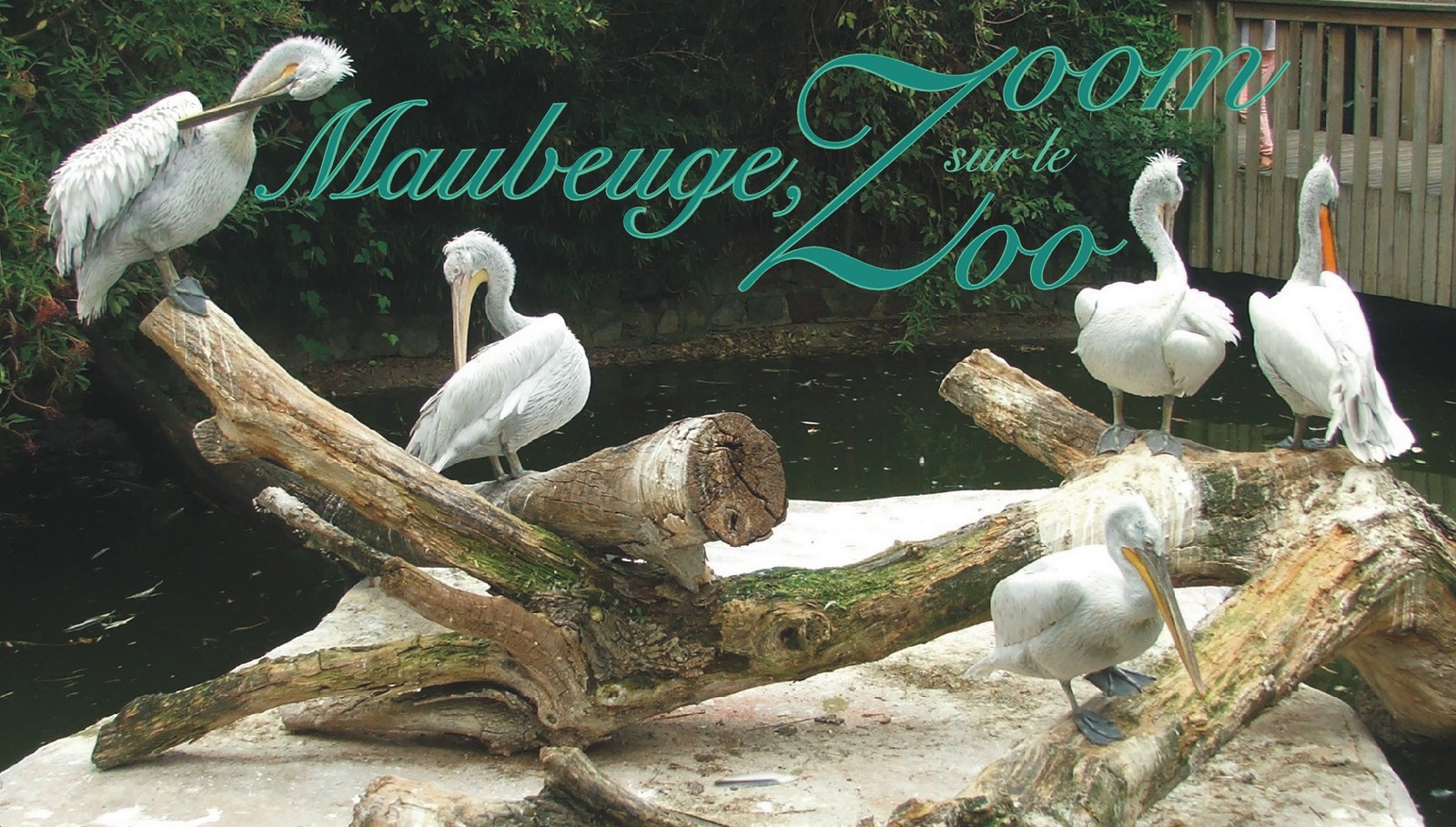 Visite en photos du zoo de Maubeuge au cœur de la faune sauvage